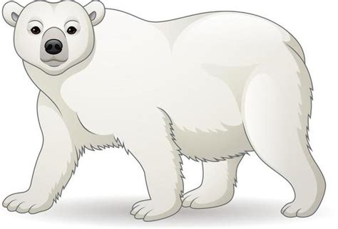 Polar Bear Vector Art Icons And Graphics For Free Download