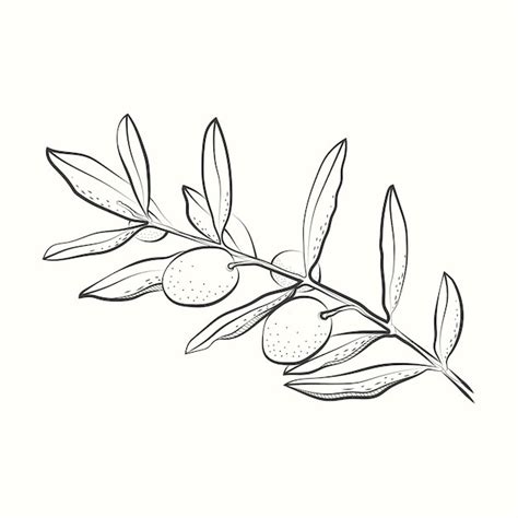 Premium Vector | Hand drawn olive branch drawing illustration