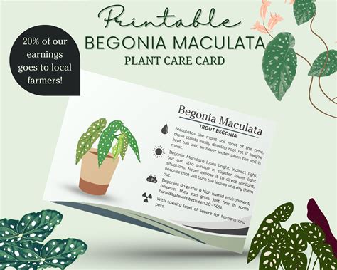 Begonia Plant Care Card, How to Care for Bogonia Plant, Begonia Plant