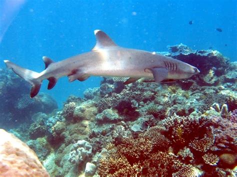 Whitetip Reef Shark – "OCEAN TREASURES" Memorial Library