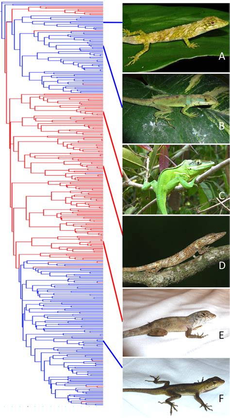 The Existence And Evolution Of Morphotypes In Anolis Lizards