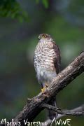 Accipiter Nisus IN Eurasian Sparrowhawk EN US FI