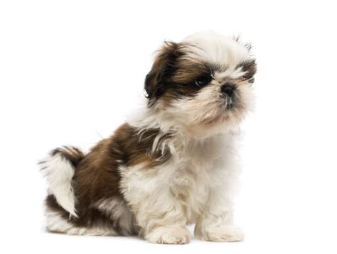 Shih Tzu Siberian Husky Mix