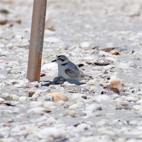 More Snowy Plover Chicks Hatch | Sanibel-Captiva Conservation Foundation