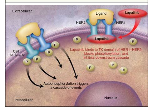 Lapatinib Mechanism Of Action