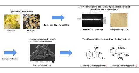 Isolation And Identification Of Lactic Acid Bacteria And Their Effects