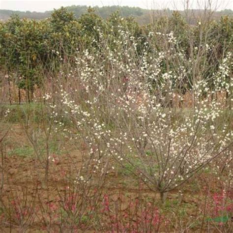 江苏沭阳绿梅 绿萼梅2公分 3公分小苗批发 园林花坛种植栽植苗 18351246999江苏富春园林有限公司