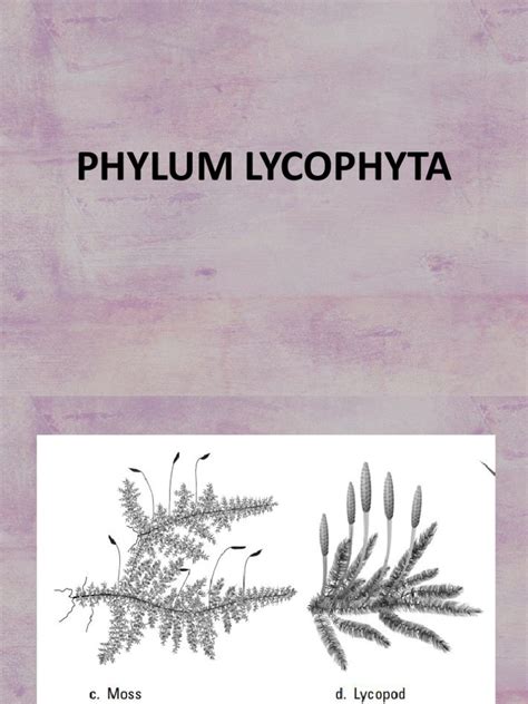 Phylum Lycophyta