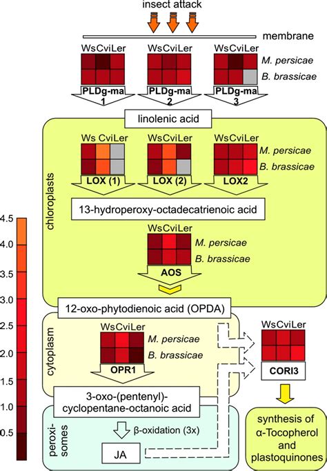 The Jasmonic Acid Biosynthesis Pathway Showing Genes Induced Upon Download Scientific Diagram