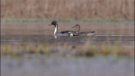 4K Para rożeńców z kaczego raju A pair of pintails Anas acuta