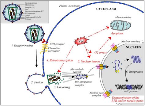 Schematic View Of The Early Steps Of The Hiv Infection Of A Target