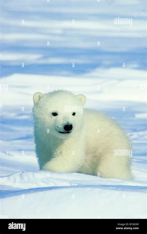 Three Month Old Polar Bear Cub Ursus Maritimus Arctic Canada Stock