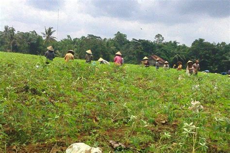 Meresahkan Serangan Kawanan Babi Hutan Rusak Tanaman Petani Di Tiga