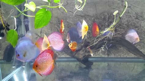 Discus Update September Youtube