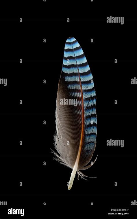 Jay bird uk hi-res stock photography and images - Alamy