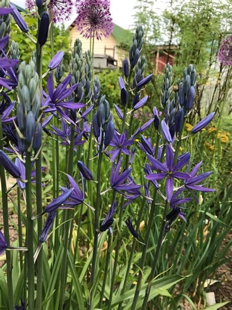 Камассия Лейхтлина (Camassia leichtlinii) - купить семена и луковицы ...