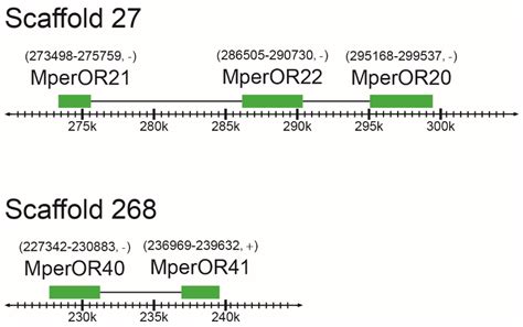 Insects Free Full Text Identification And Tissue Expression