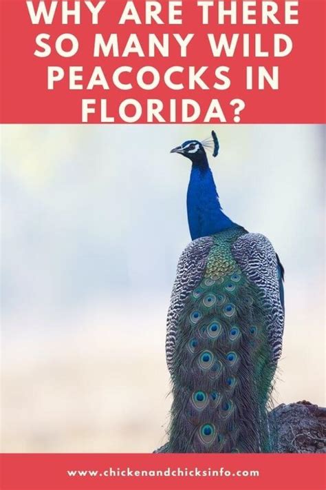 Wild Peacocks In Florida Where And Why Explained Chicken And Chicks Info