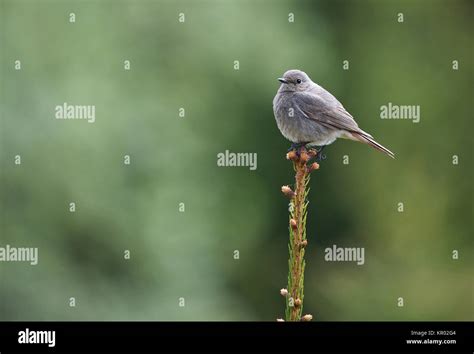 female black redstart Stock Photo - Alamy