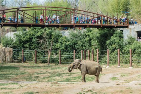 Smithsonians National Zoo And Conservation Biology Institute Reviews U