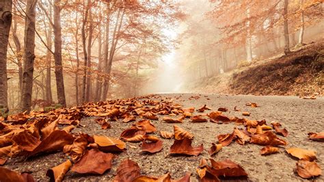 Sunlight Trees Landscape Forest Fall Rock Nature Road Morning