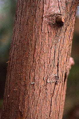 Taxodium distichum bark 1 of 1