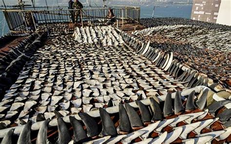 Wildlife Summit Could Upend Hong Kongs Shark Fin Trade Fmt