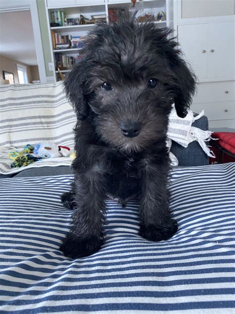 Schnoodle Puppies For Sale | Hopeful Dreams Family Puppies