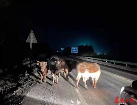 8头黄牛组团“离家出走”，昌吉民警深夜寻牛腾讯新闻