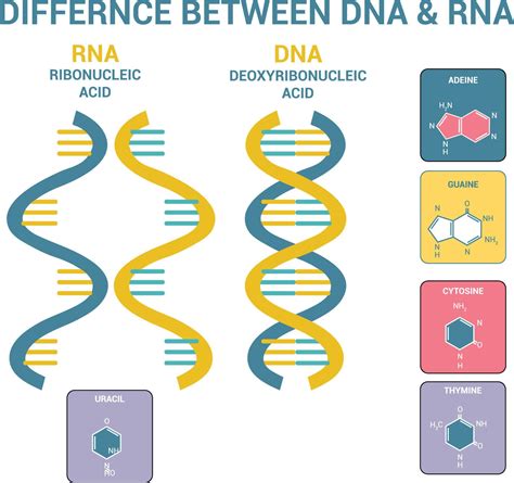 Difference Between Dna And Rna Vector Scientific Icon Spiral Vector