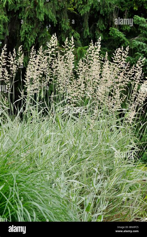 Spartina Pectinata Prairie Cordgrass