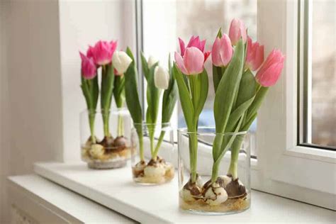 How To Grow Tulips In Water Or Soil Indoors Rachel Bustin