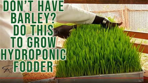 How To Use Corn Maize Or Sorghum Or Millet Seeds To Grow Hydroponic