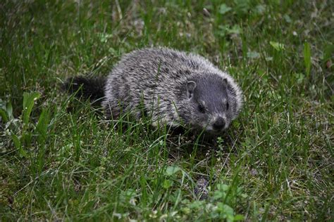 Michigan Groundhog Removal - Empire Wildlife Trapping