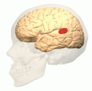 Wernicke’s Area | Summary, Position, Structure, Process, Function