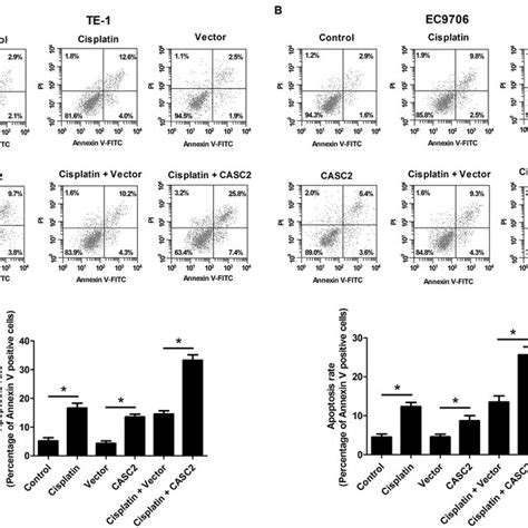 Overexpression Of LncRNA CASC2 Enhanced Cisplatin Induced Apoptosis Of