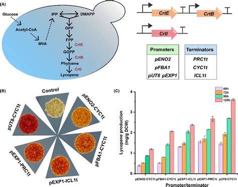 Identification Of Genome Integration Sites For Developing A Crispr