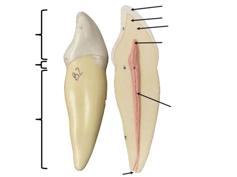 model tooth diagram quizlet
