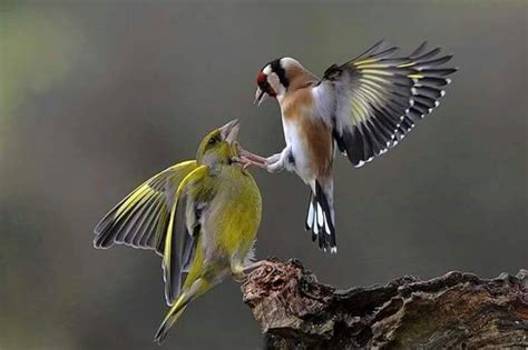 Goldfinch Greenfinch Canary Birds Beautiful Birds Pretty Birds