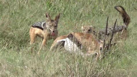 Jackals Eating Thomson Gazelle While Still Alive This Video May Be