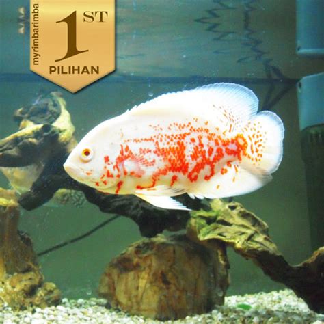 Jual Oscar Batik Albino Ikan Hias Hiasan Aquarium Tanaman Air Aquascape