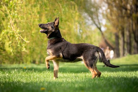 Black And Tan Belgian Malinois