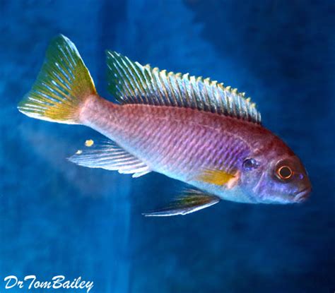 Premium Yellowtail Acei Mbuna Cichlid From Lake Malawi Size 1 To 12