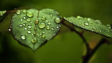 Papel de parede luz solar sai agua natureza grama gotas de água