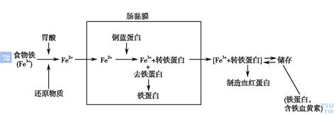 【附图】 人体铁代谢：分布、吸收、运转、调控等 血液病学 天山医学院