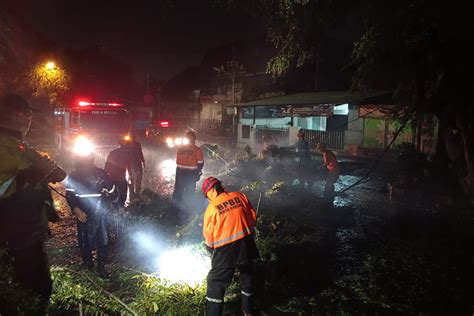 Bogor Hujan Lebat Pohon Kelor Meter Tumbang Di Batu Tulis