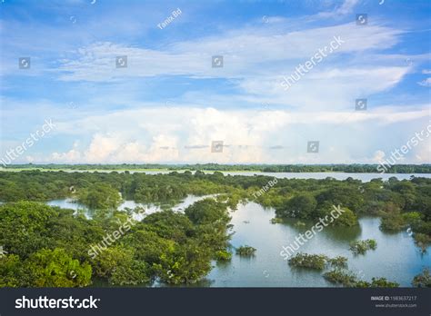 170 Ratargul Swamp Forest Images, Stock Photos & Vectors | Shutterstock