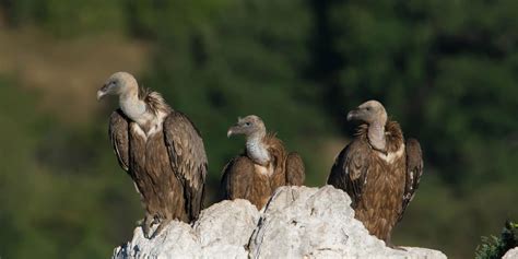 Les Vautours Verdon Tourisme