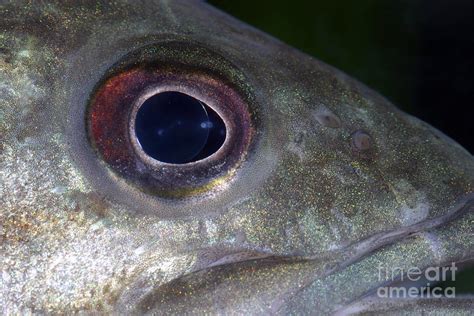 Smallmouth Bass Micropterus Dolomieu Photograph By Ted Kinsman Fine Art America