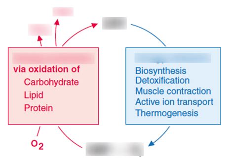 MMP - Intro to Metabolism Diagram | Quizlet 